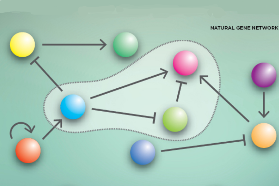 Gene Network