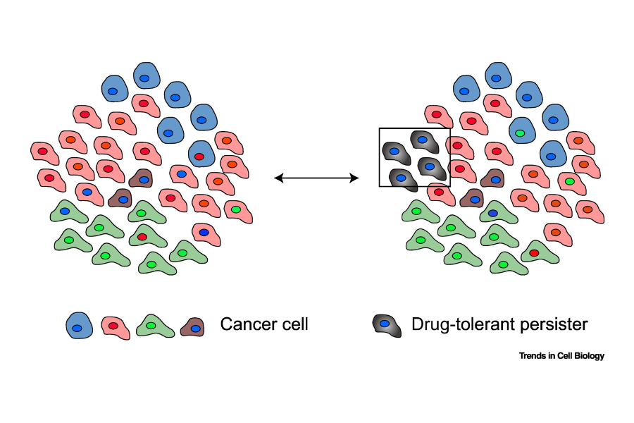 Intratumour Heterogeneity