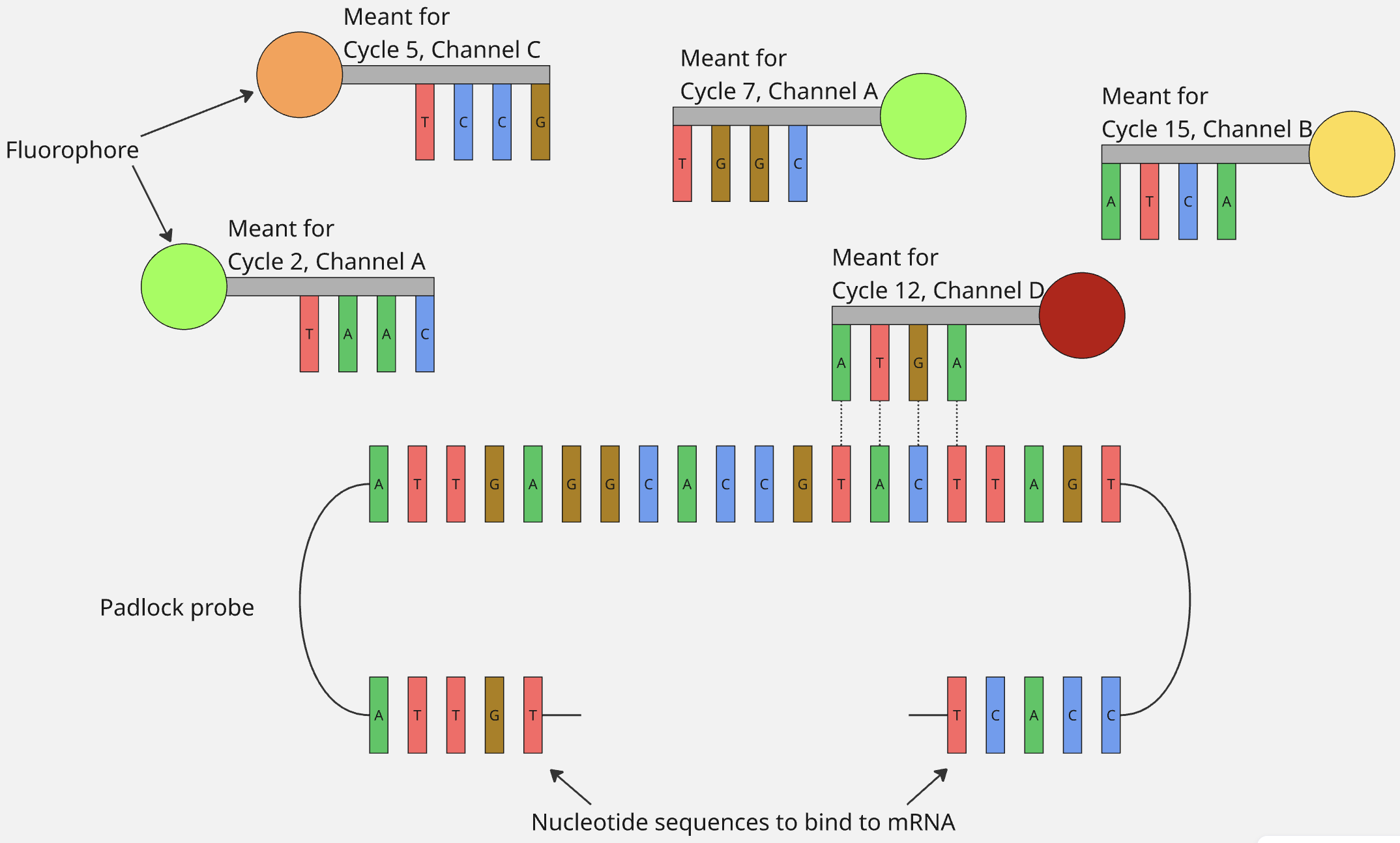 binding of fluorescent probes on padlock probes