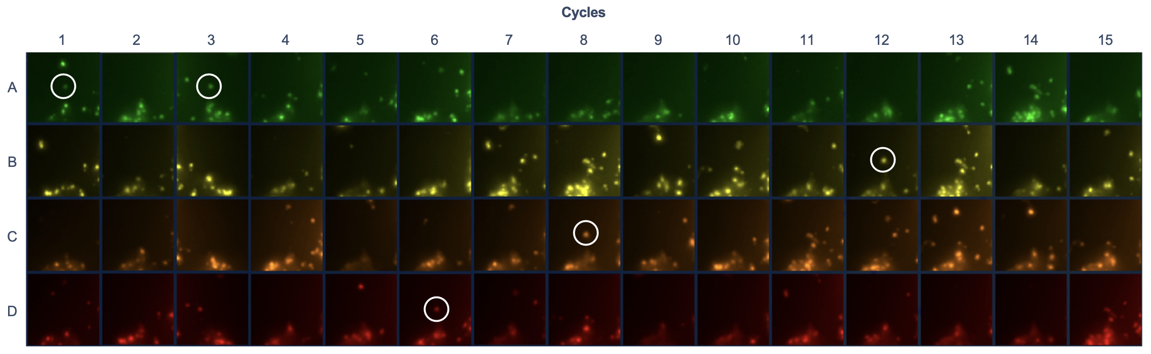VIM gene detection at a spot in tissue
